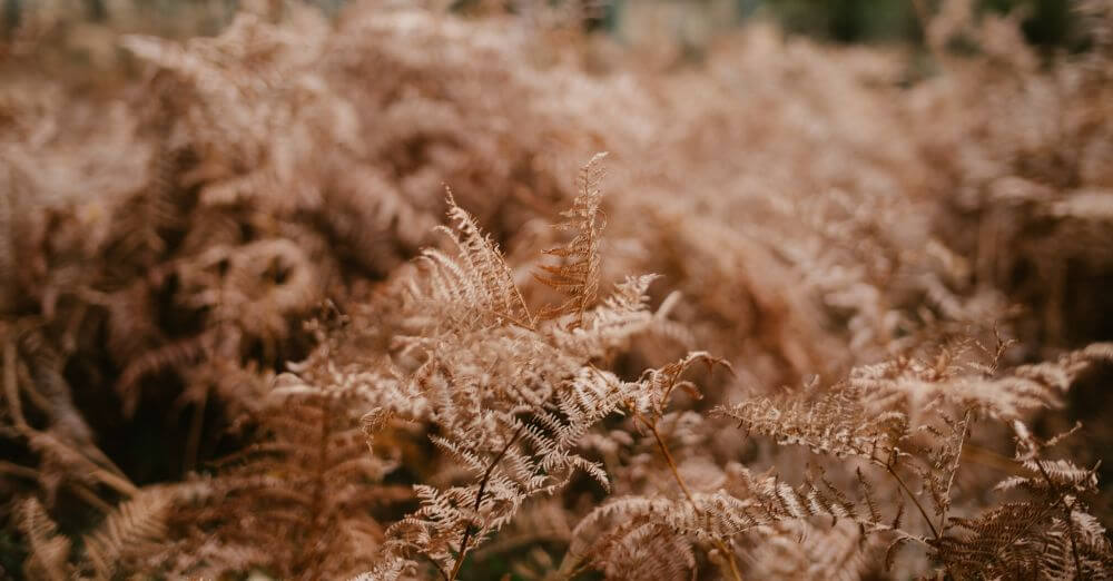 Peace Haventoday Org