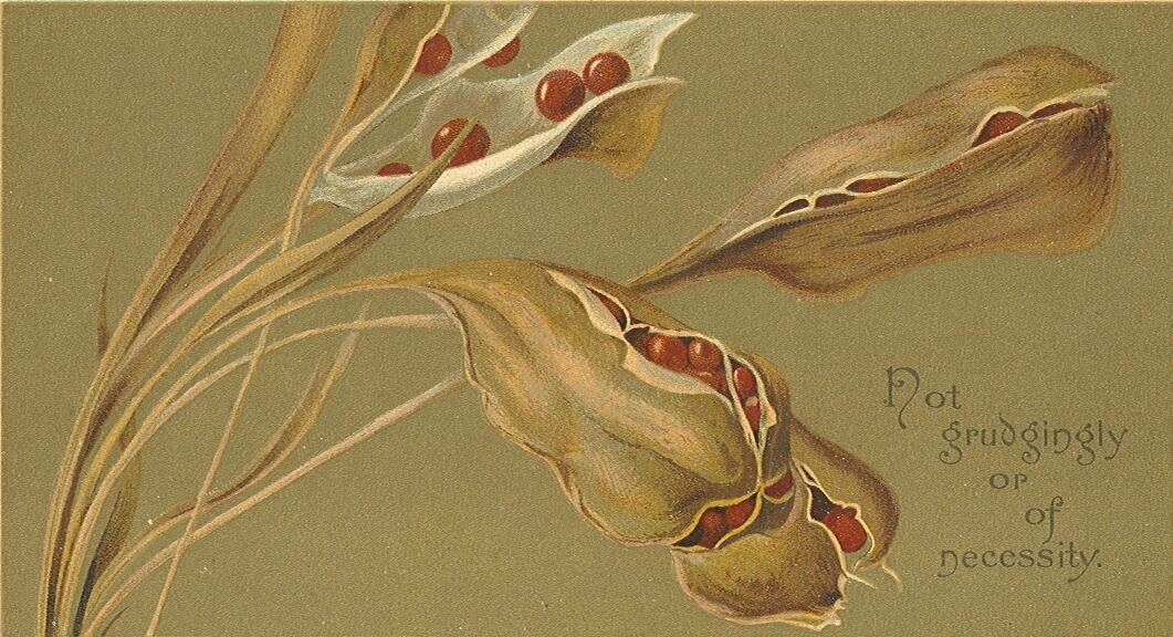 Lilias Trotter watercolor Iris Pods